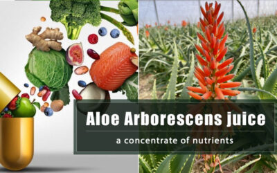 Aloe Arborescens juice, a concentrate of vitamins, minerals, amino acids and antioxidants!